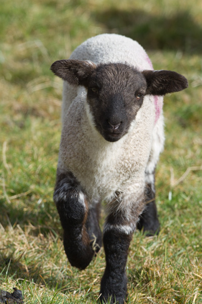 Lamb at The Lamb, Blessington Road