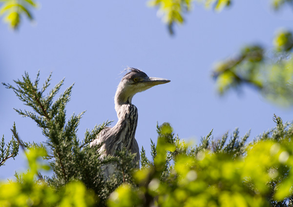 Grey Heron juvenile in high tree nest 