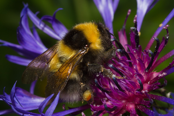 Garden Bumble Bee Bombus hortorum with pollen on Cornflower