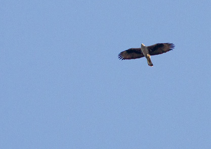Bonelli's Eagle Fl flying Mertola Algarve
