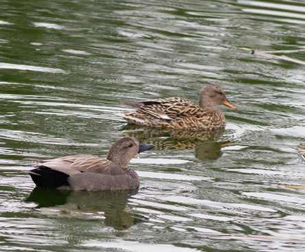 Gadwall M&F in pool in EECM National Park of Ria Formosa Olhao