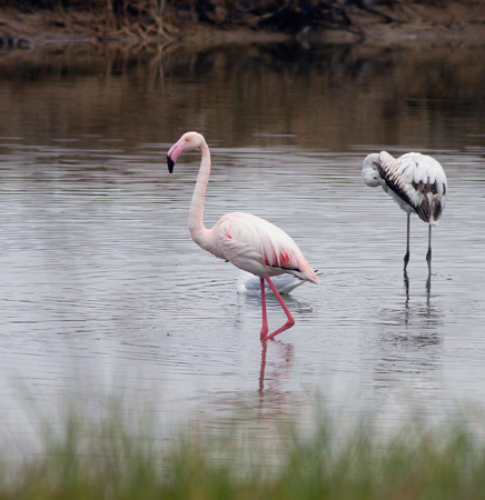 Greater Flamingo and juv salt pan Fuzeta Algarve