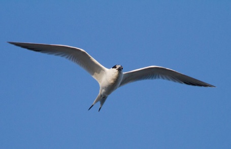 Sandwich Tern flying Vila Real Algarve