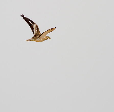 Stone Curlew flying Isla da Tavira Algarve