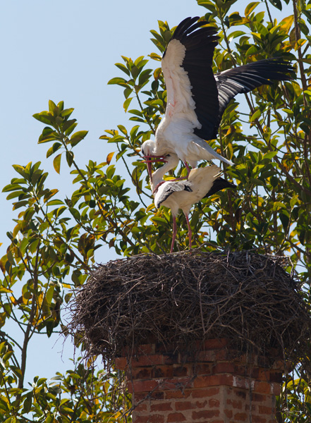 White Stork mounting mate on Chimney nest Castro Marim