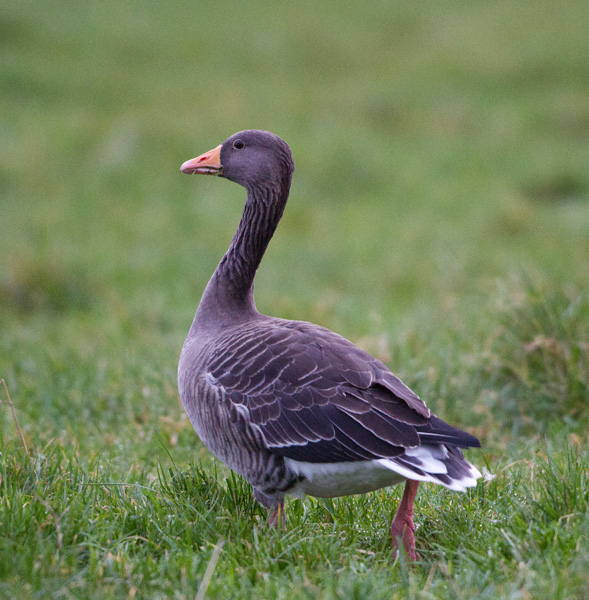 Greylag Goose walking in rear field Blessington