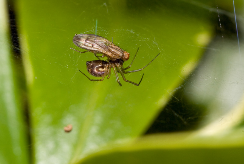 Fly caught by spider- linyphiidae
