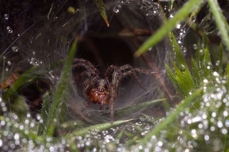Spider in web Lough Dan