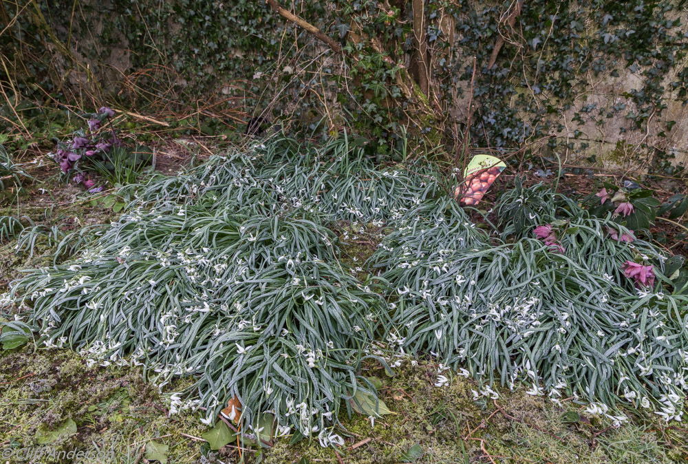 Snowdrops & Hellebores Drooping in early frost