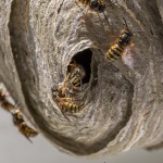 Norwegian Wasps building Nest under roof