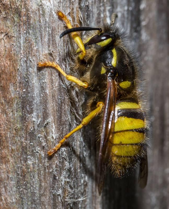 Tree Wasp chewing on garden shed