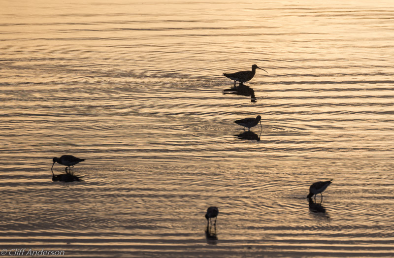 curlew-godwits-baltra-beach-against-sun-xs-0759