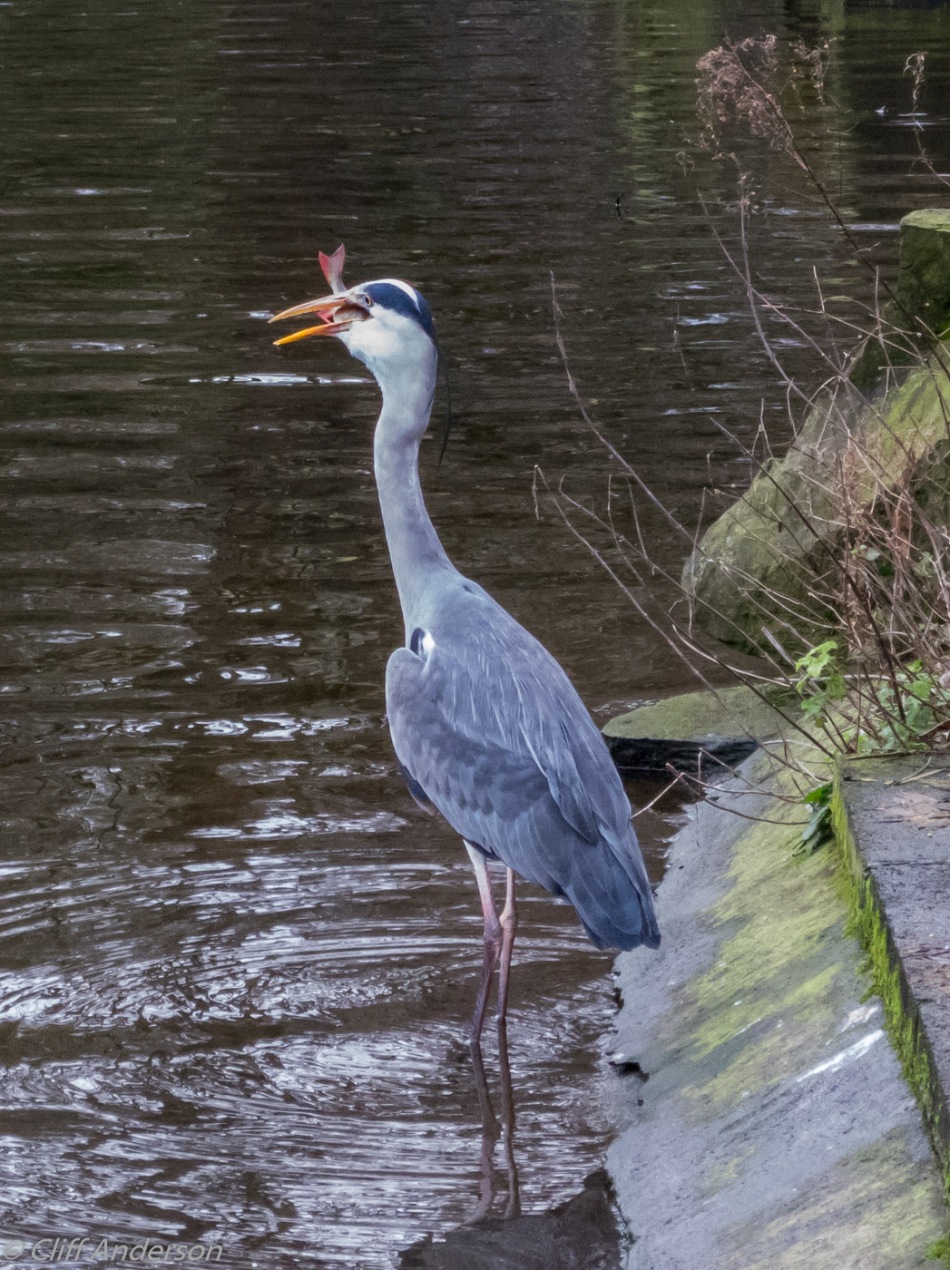 heron-trying-to-swallow-fish-roach-perhaps-st-stephens-green-dublin-xs-0964