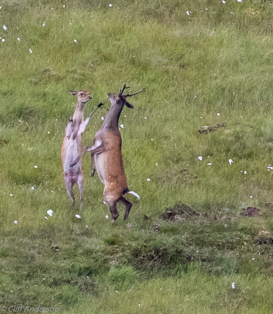 m-f-red-deer-immature-squabbling-killarney-np-xxs-9604