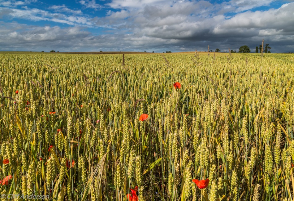 poppies-in-wheat-field-carlow-css-5604