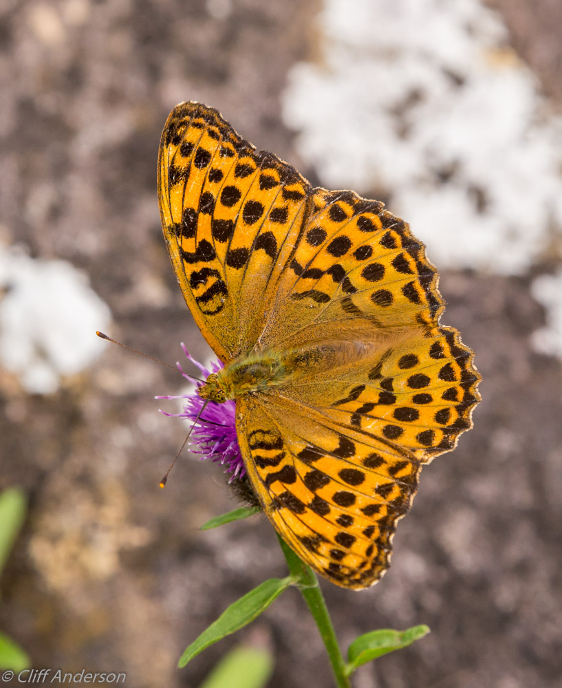 silver-washed-fritilliary-butterfly-f-killarney-np-xs-5667