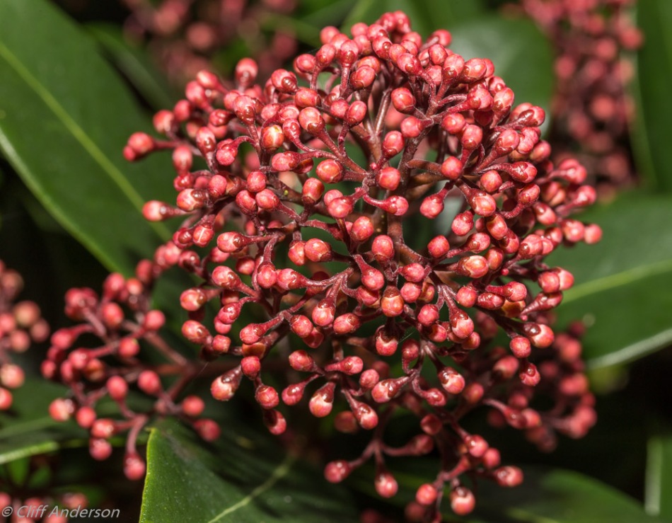 skimmia-japonica-rubella-flower-buds-bg-xs-4259