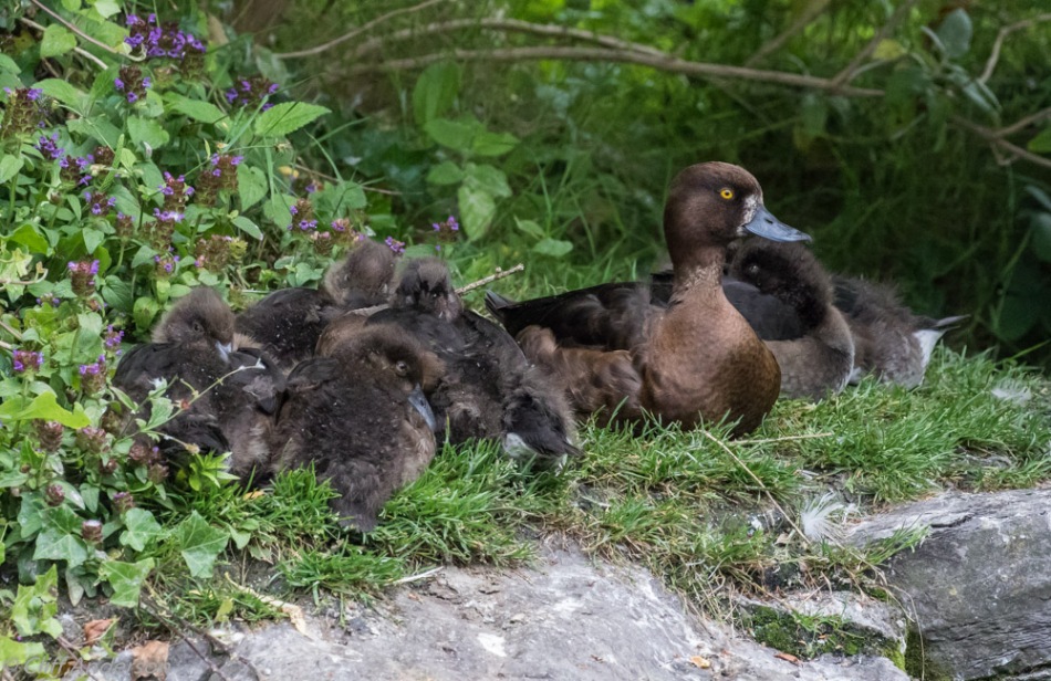 Mother Tufted Duck with growing juniors St. Stephen's Green
