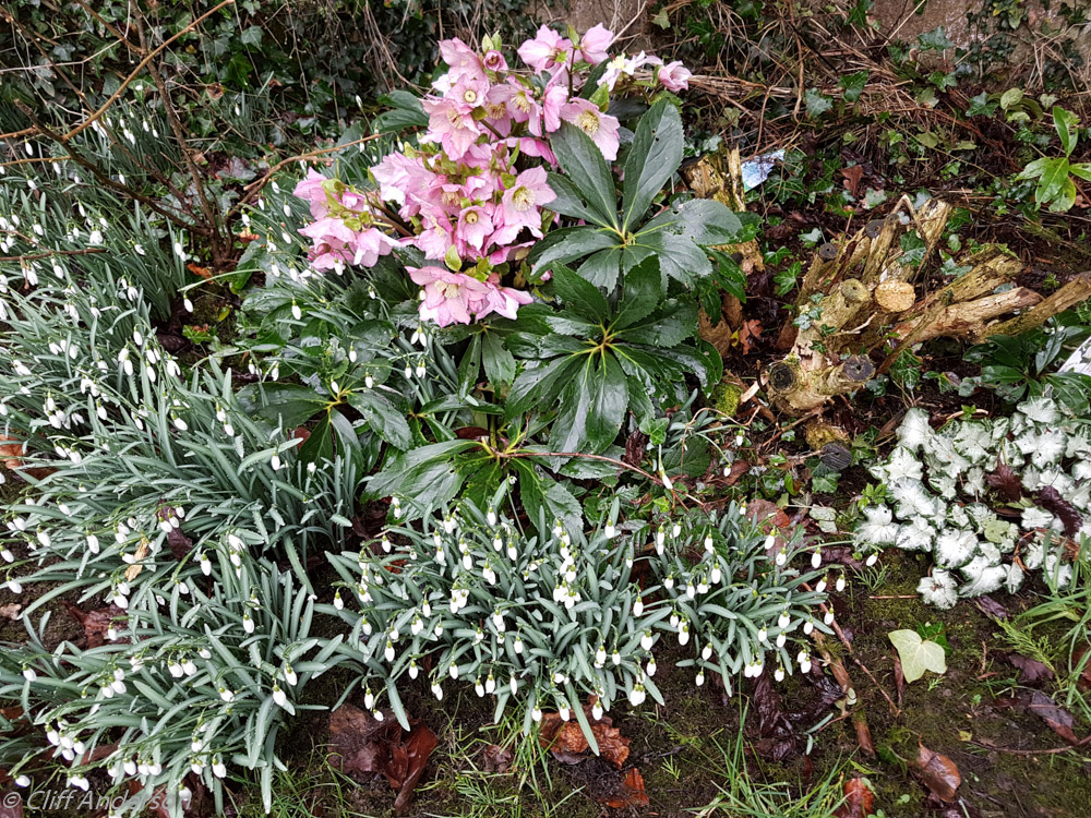 snowdrops-helibore-flowers-bg-20170218-s-141158