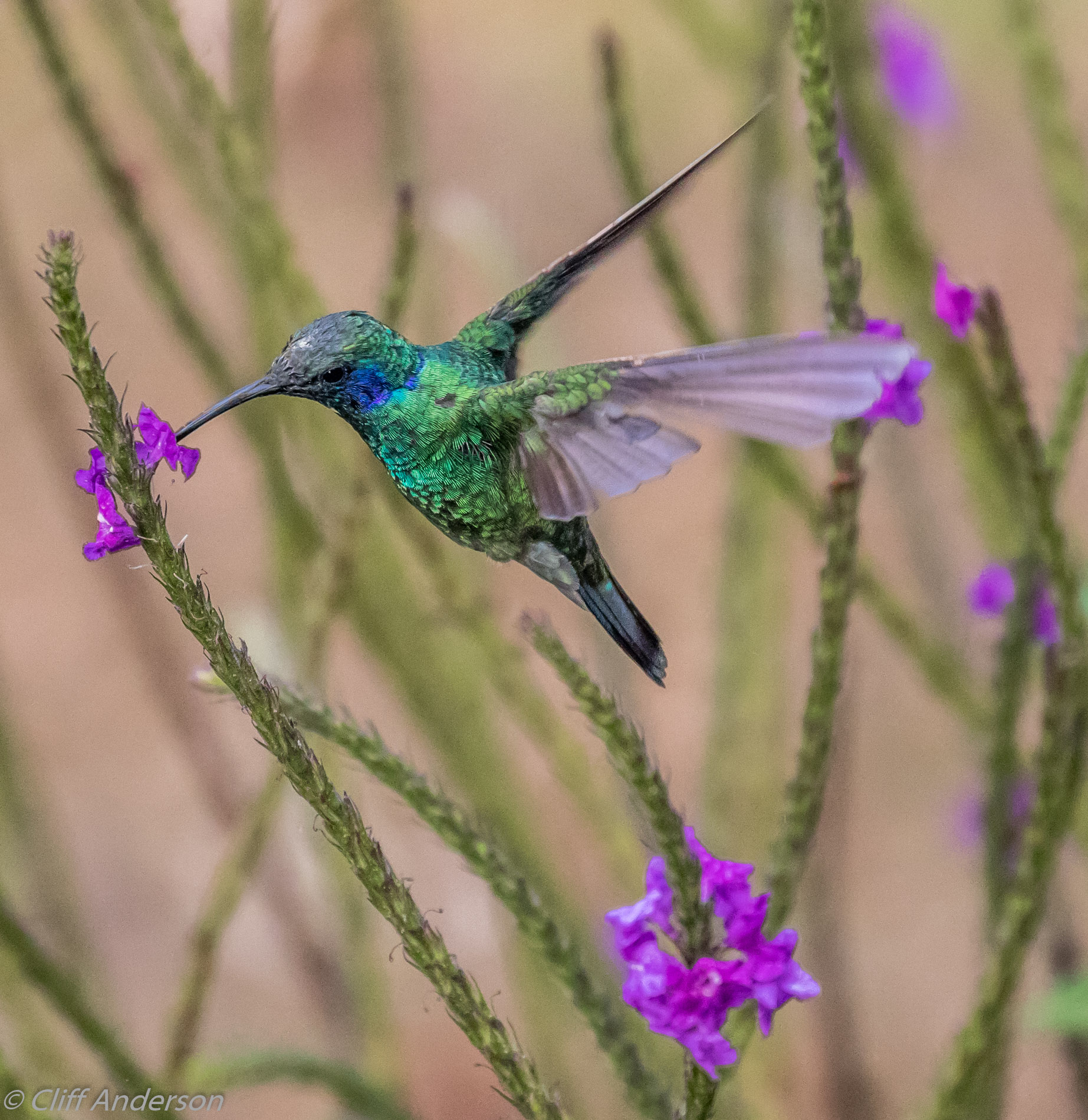 Green Violetear hummingbird feeding on flowers Monteverdi Cloud Forest Lodge xs 2936