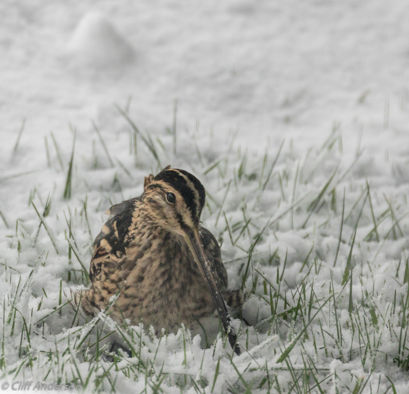 Snipe foraging in snow under Trampoline BG xs 7466.jpg