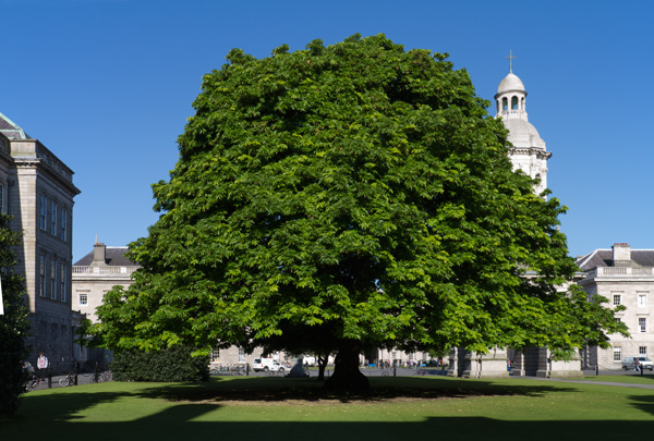 Oregon Maple tree &amp; front square Trinity College Dublin 2036x