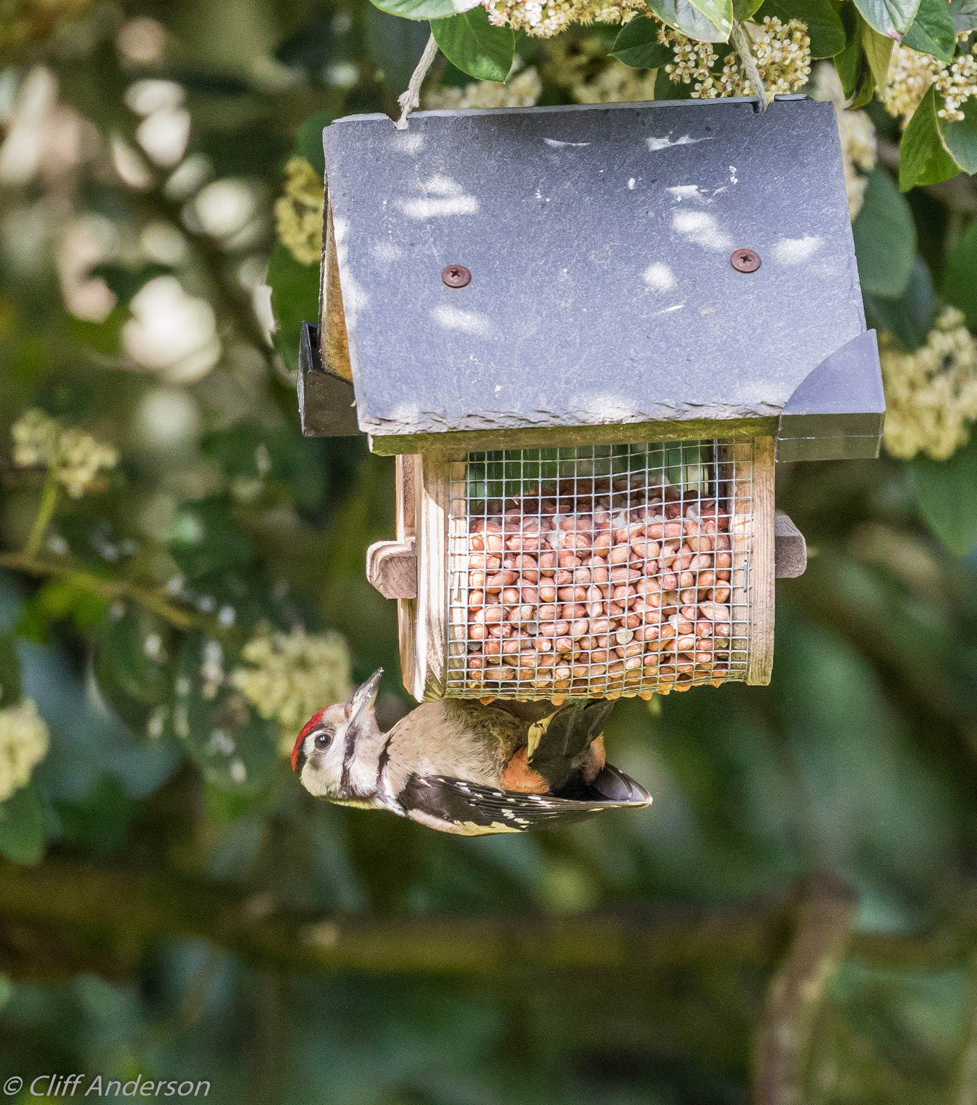 Great Spotted Woodpecker juv on nut feeder BG xxs 0949